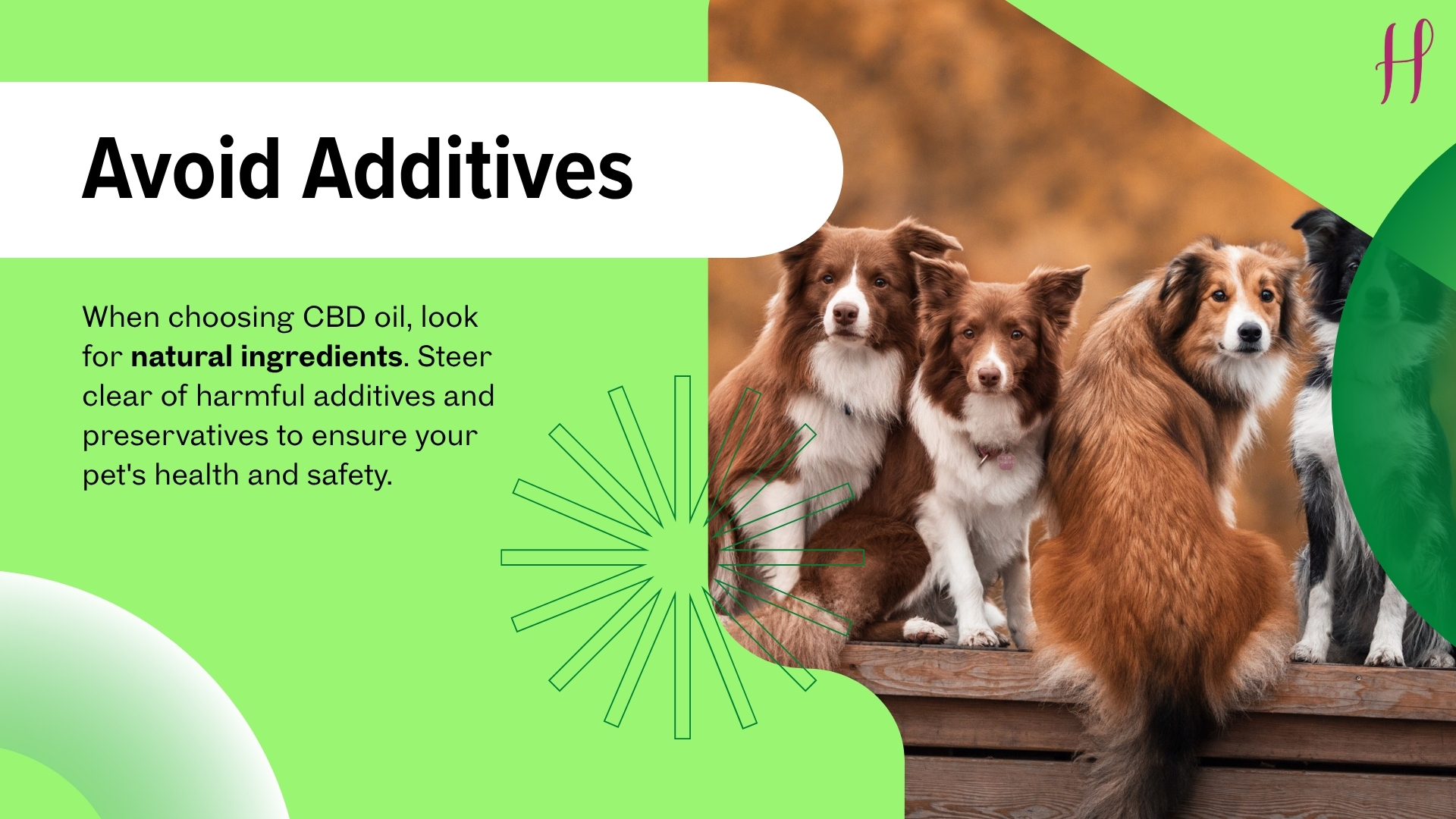 CBD oil for pets